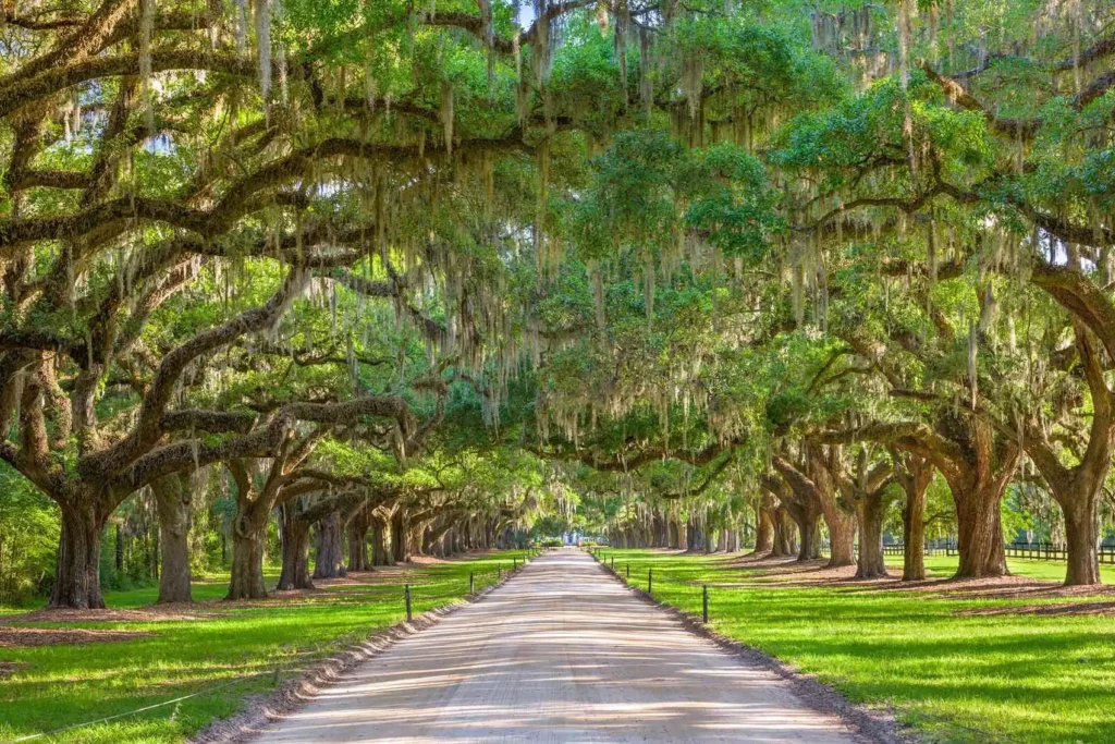 charleston plantation oak trees spanish moss road