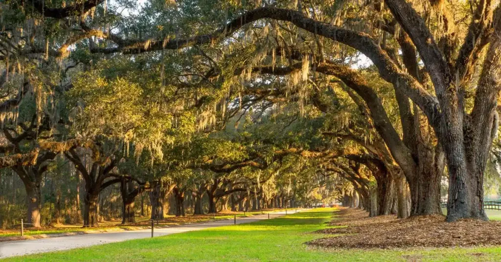boone hall plantation avenue of oaks charleston