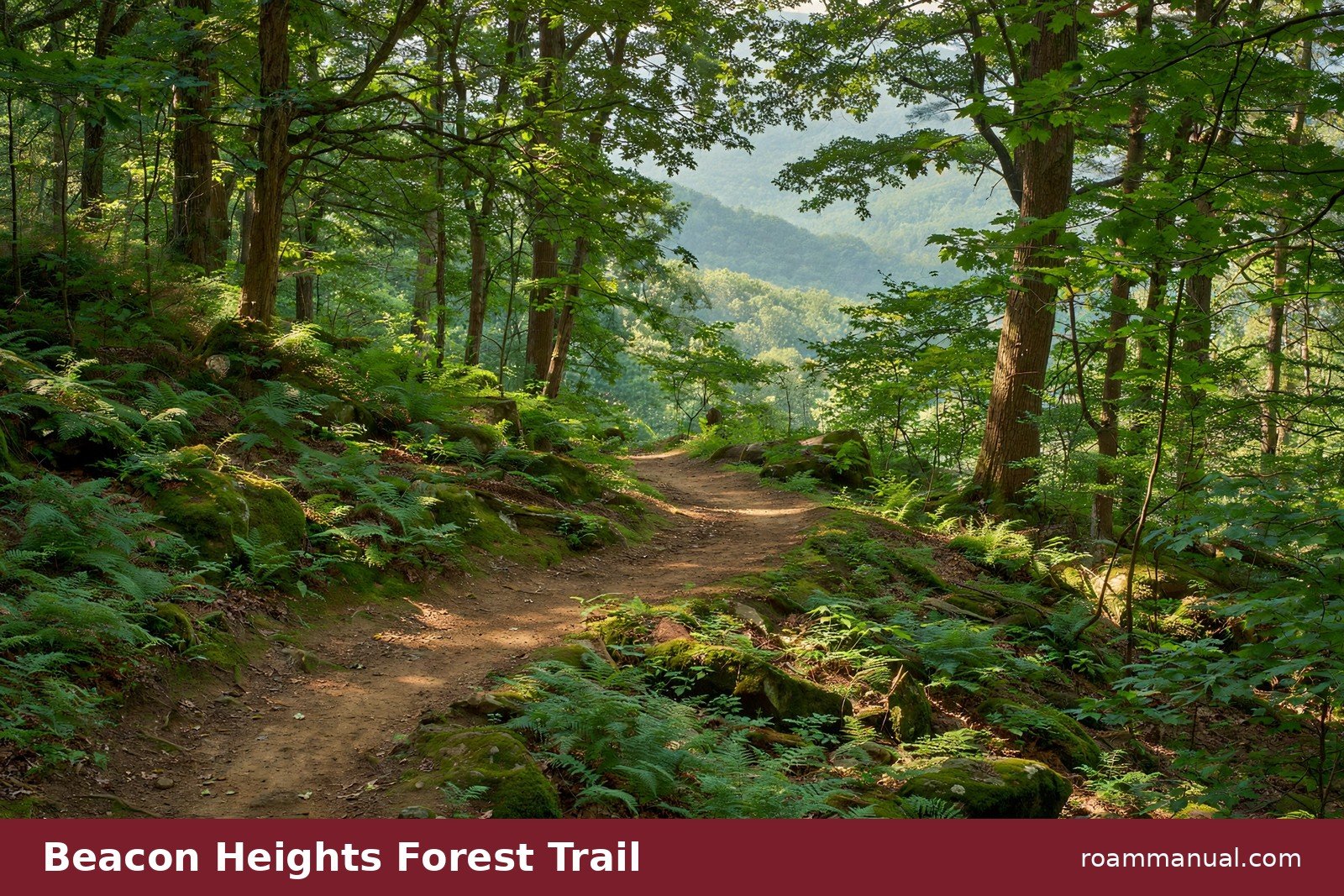 Packed dirt hiking trail winding through a mossy hardwood forest with ferns along the path on the Beacon Heights Trail
