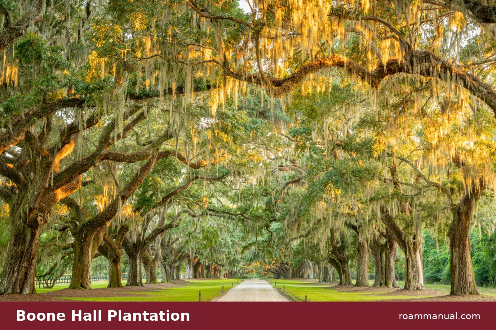 The Avenue of Oaks at Boone Hall Plantation near Charleston, live oaks draped in Spanish moss over a dirt road