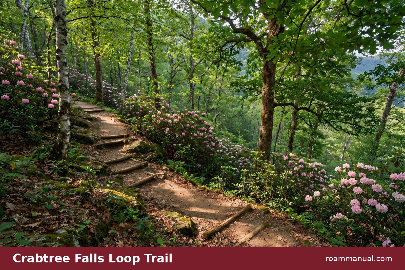 Hikers on the Crabtree Falls loop trail through green forest on the Blue Ridge Parkway