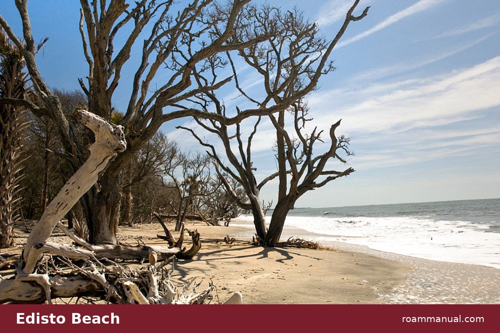 Driftwood and weathered trees along the quiet Edisto Beach shoreline