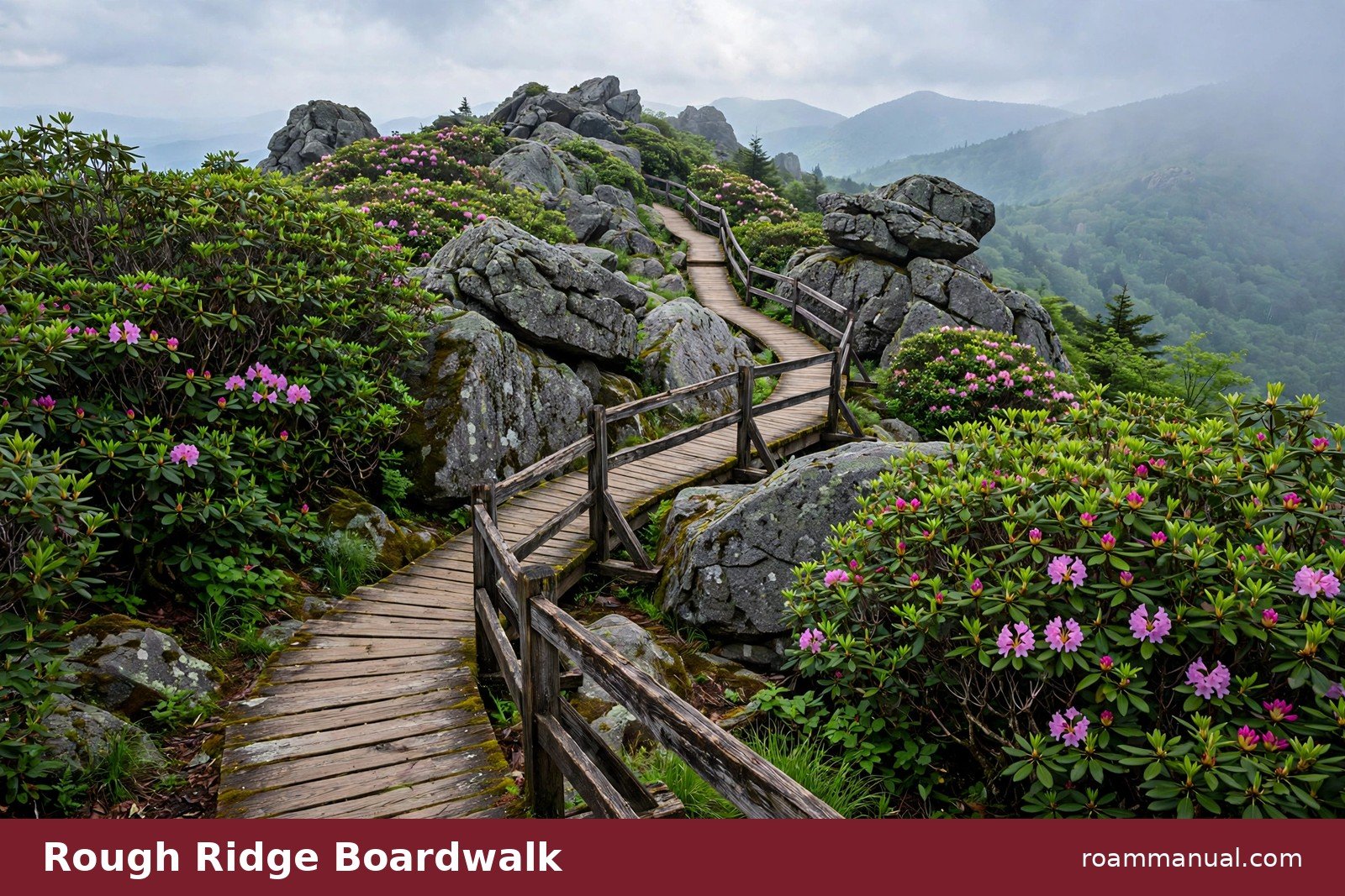 Wooden boardwalk winding through boulders and rhododendron on the Rough Ridge Trail, Blue Ridge Parkway